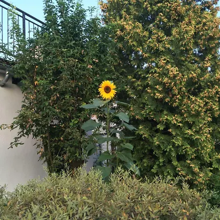 Lägenhet Ferienhaus Sonnenblume Hamelin
